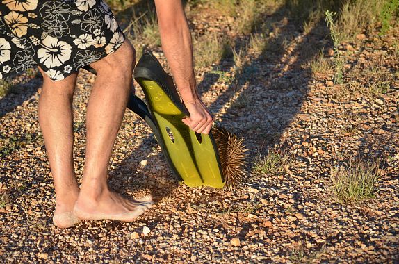 Un automobilista salva un echidna utilizzando un paio di pinne - foto Paola Cattaneo