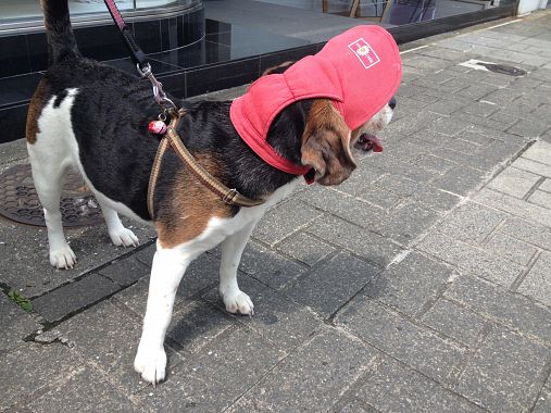 Cane con cappellino a Seoul - foto Blue Lama