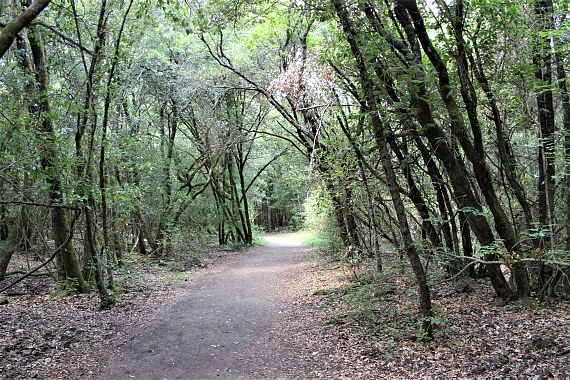 Il sentiero nel bosco che porta ai Massi